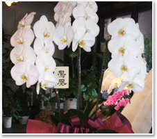 胡蝶蘭について 熊本市のフラワープロデュース凛花 お花のことは何でもお任せ下さい